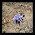 gilia capitata - globe gilia gilia capitata